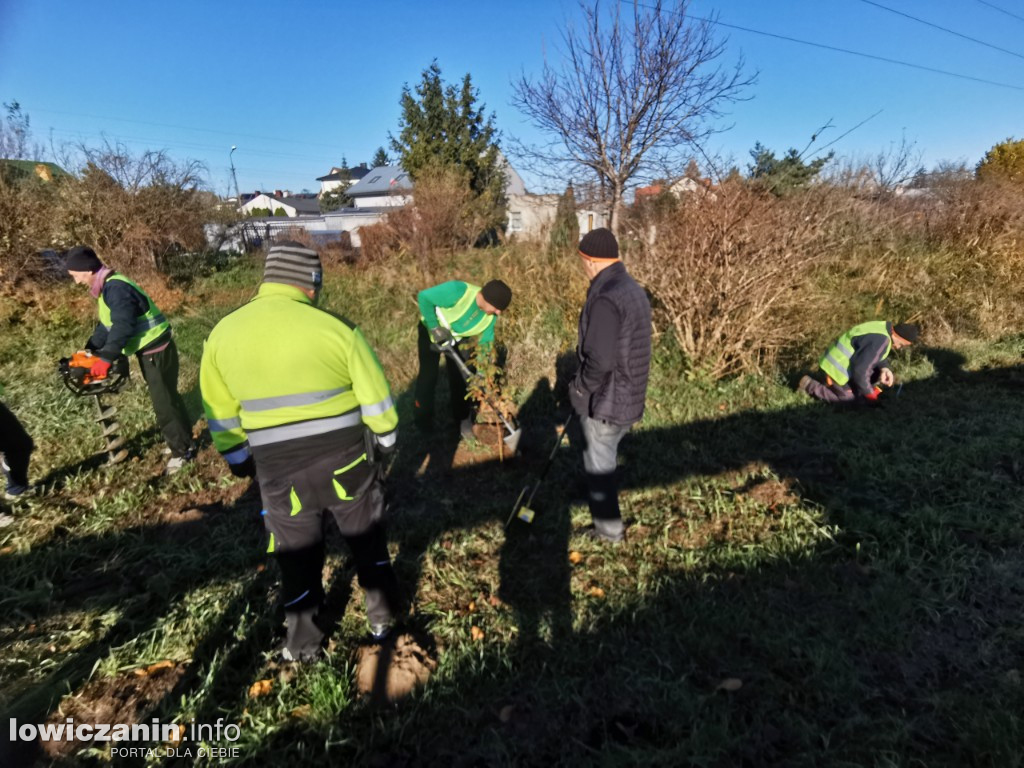ProLas sadzi dziś 100 drzew