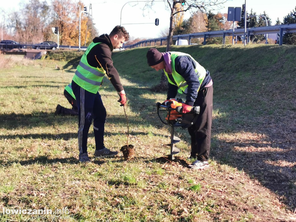 ProLas sadzi dziś 100 drzew