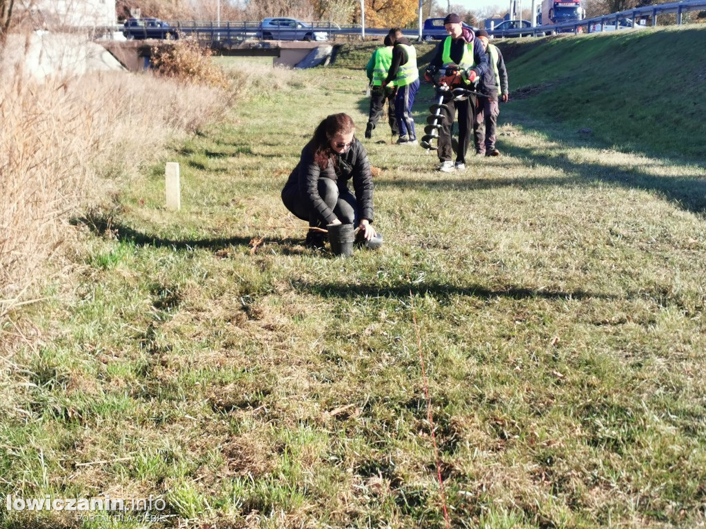ProLas sadzi dziś 100 drzew
