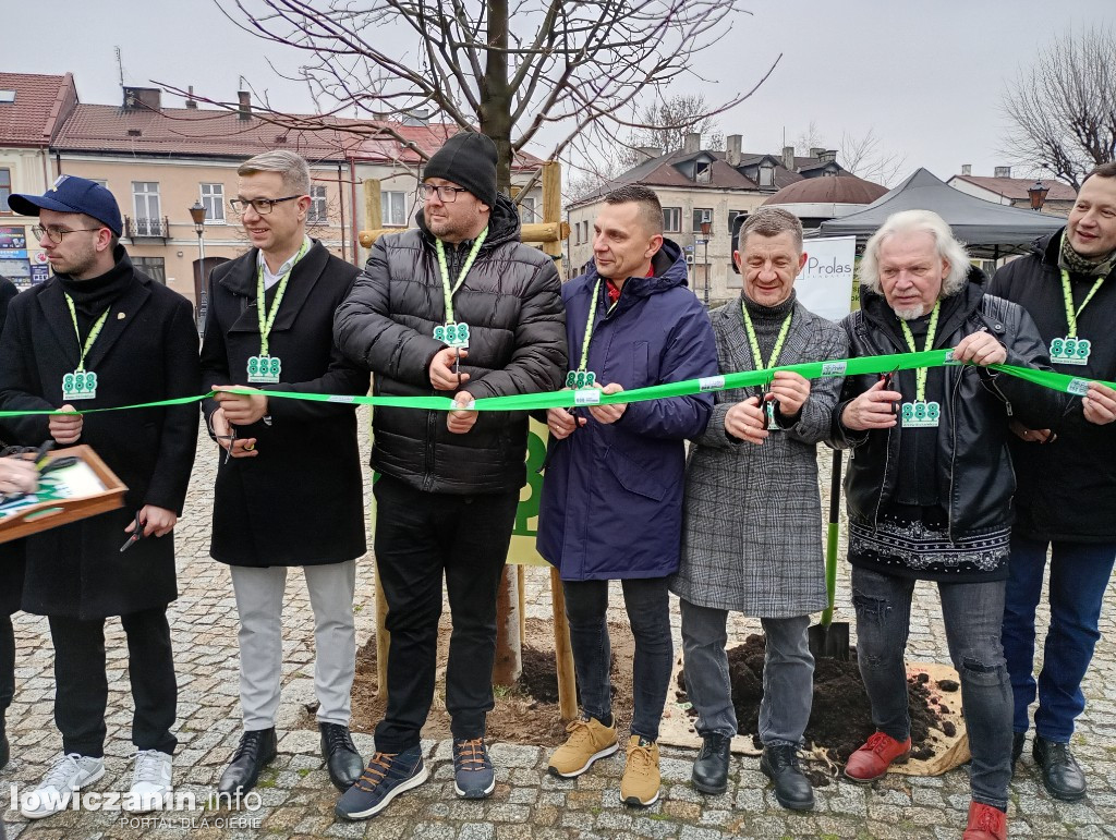 Ostatnie drzewo na 888 lat Łowicza