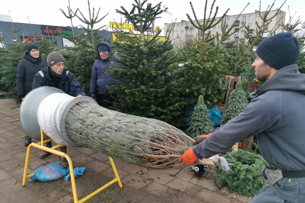 Sprzedaż choinek na targowisku