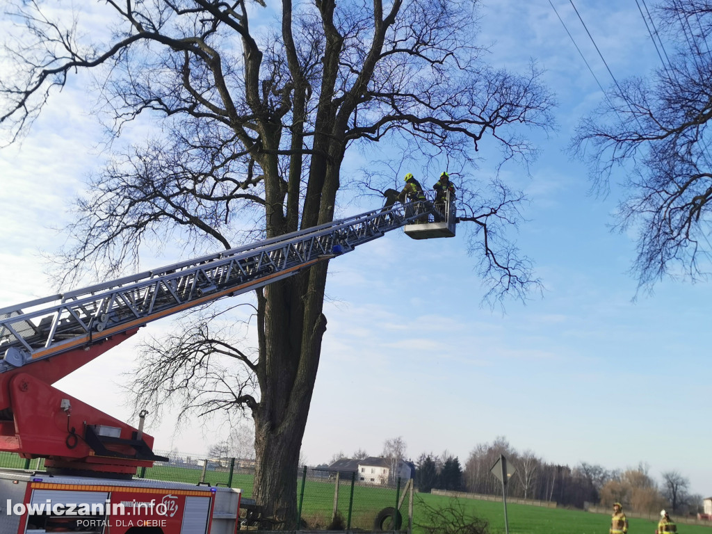 Niedźwiada. Niebezpieczne konary nad boiskiem