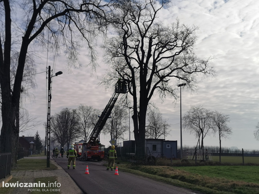 Niedźwiada. Niebezpieczne konary nad boiskiem