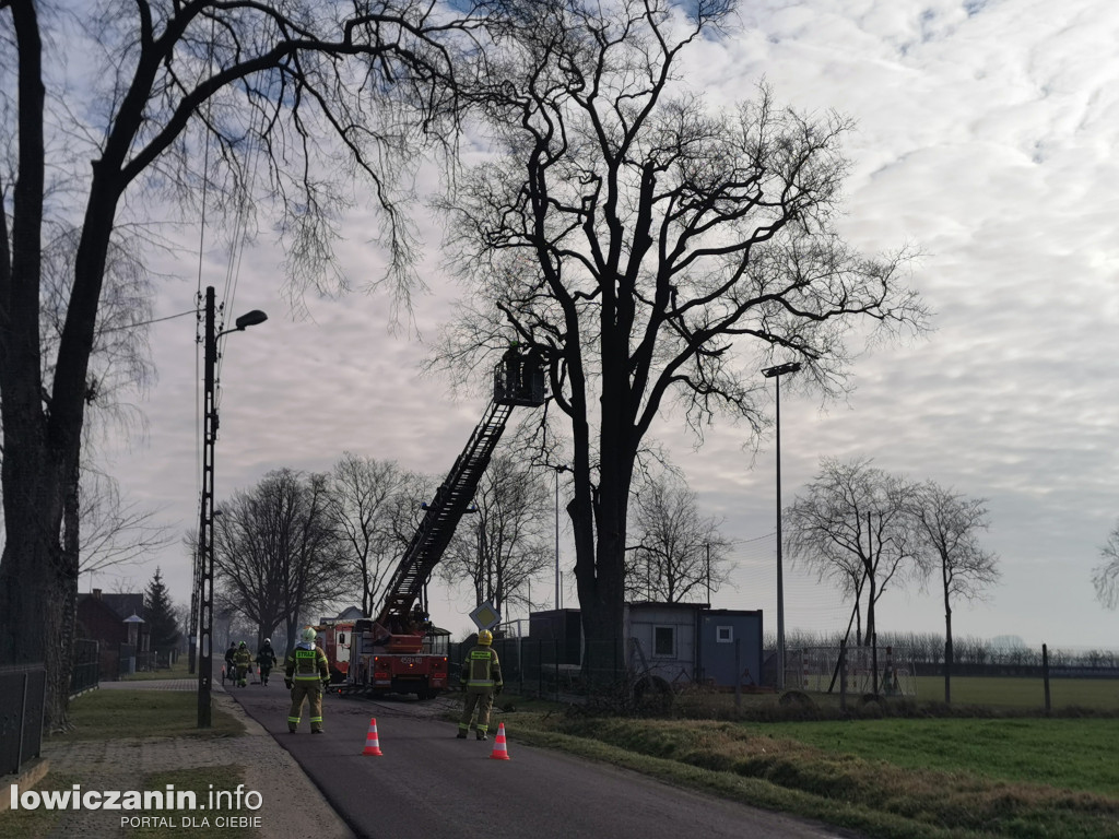 Niedźwiada. Niebezpieczne konary nad boiskiem