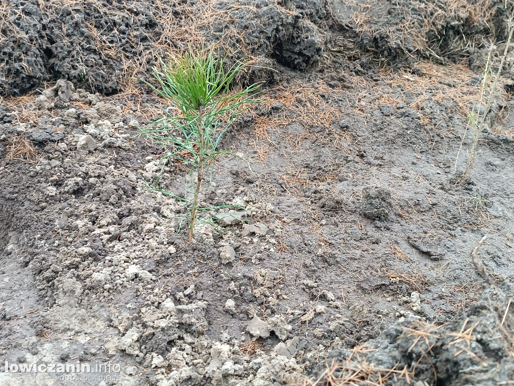 Sadzenie drzew w Lasku Miejskim w Łowiczu