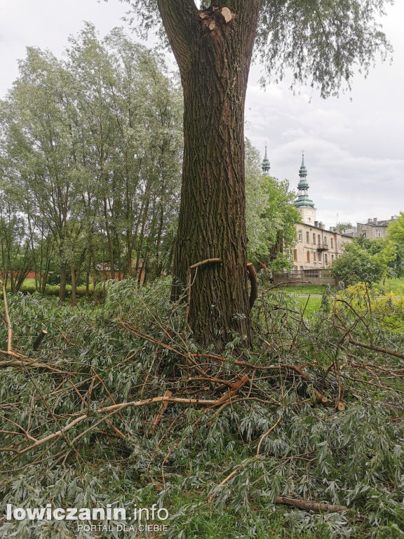  W parku Błonie tną drzewa