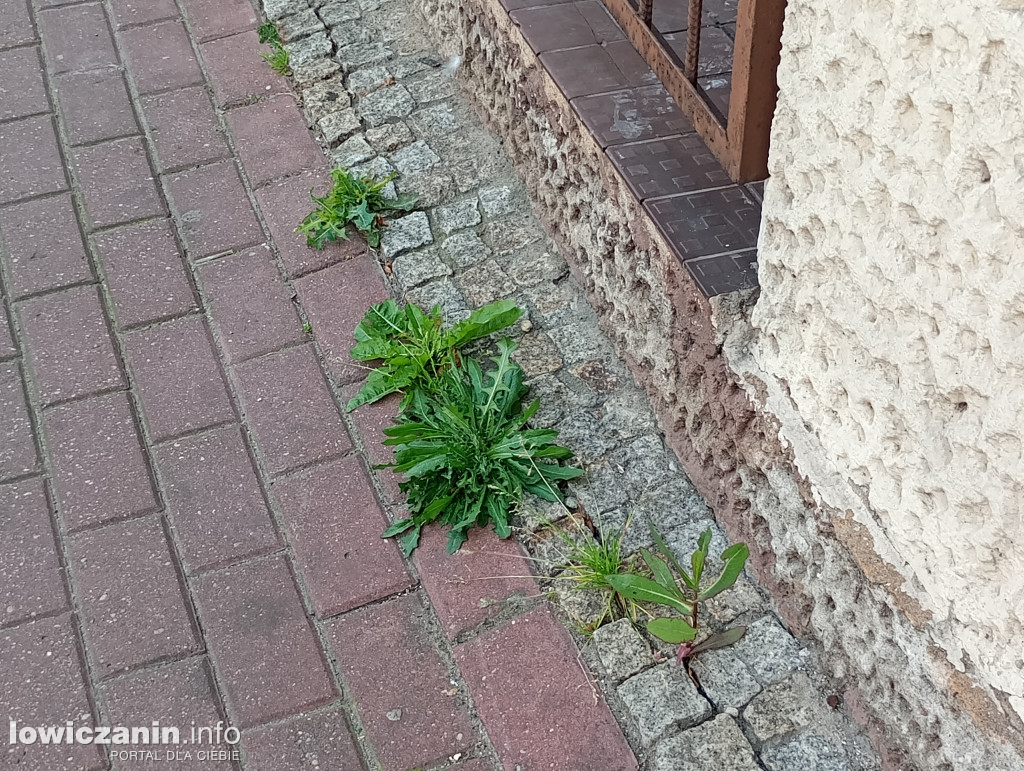 Ulica Zduńska w Łowiczu przed Bożym Ciałem