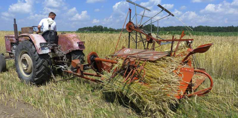 Zasada działania snopowiązałki polega na koszeniu zboża i wiązania go w snopki. Kiedyś używano do tego sznurka sizalowego,dzisiaj stosowany jest polipropylenowy. Mirosława Wolska-Kobierecka