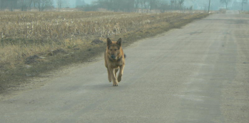 Zdjęcie zastępcze. Fot. EWr