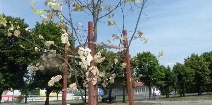 Dąb Niepodległości, stan na 13 czerwca. Fot. EWR