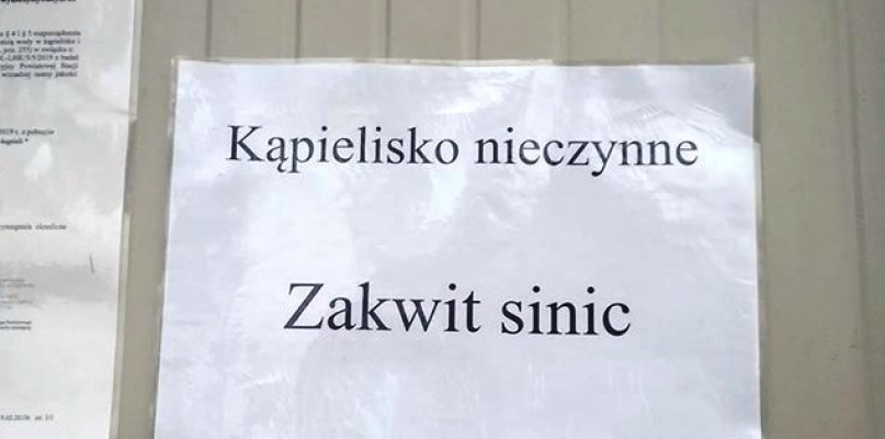 Zakwit sinic