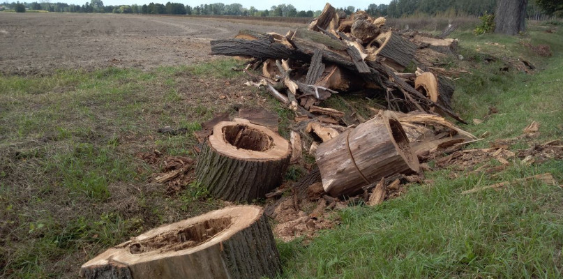 Jedno z wyciętych drzew z nieborowskiej alei.
