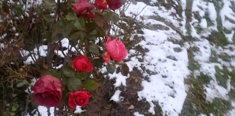 Fot. Jolanta Perzyna