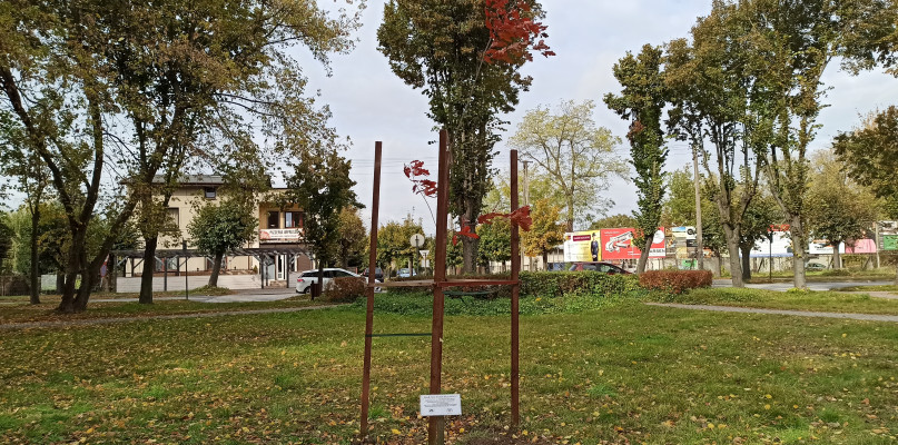 Stary, martwy dąb został wyrwany, a nowy zasadzony kilka metrów obok. Kapsuła również została wykopana i przeniesiona w nowe miejsce. Fot.: Daniel Tekliński