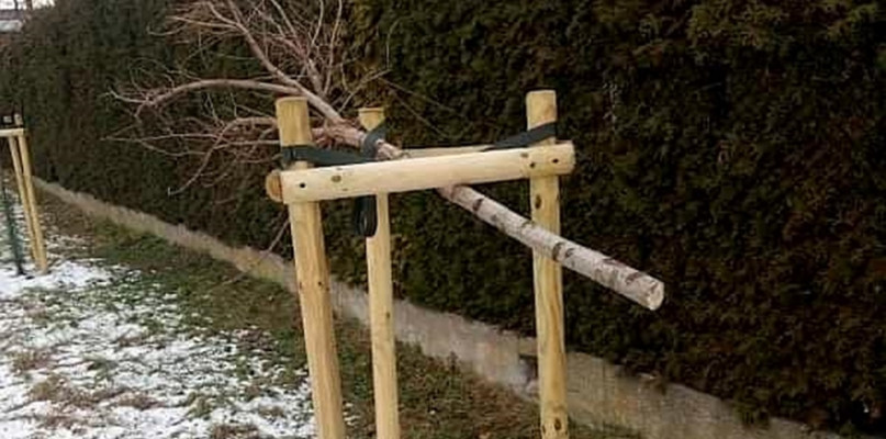 Zniszczone drzewo przy Włokienniczej w Łowiczu. fot. Robert Wójcik/Łowickie.pl