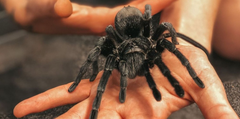 fot. Wystawa pająków / firma „Araneus”