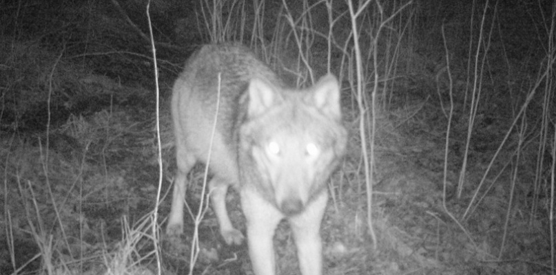Wilk uchwycony przez jedną z fotopułapek na terenie Nadleśnictwa Skierniewice. Fot. Nadleśnictwo Skierniewice