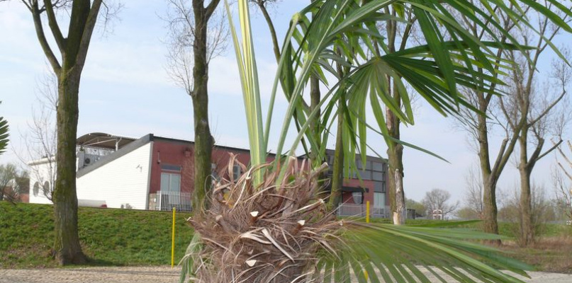 Jedna z kilku palm, które  trafiły po zimie na plażę nad Bzurą. fot. tb