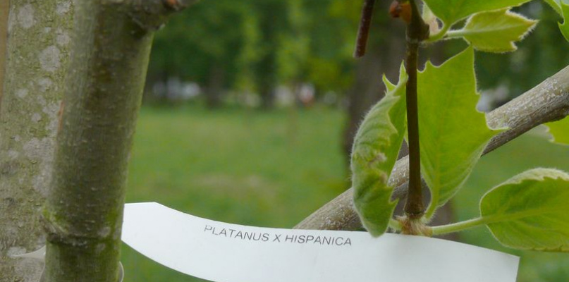 Na skwerze przy Starzyńskiego posadzono platany. fot. tb/NL