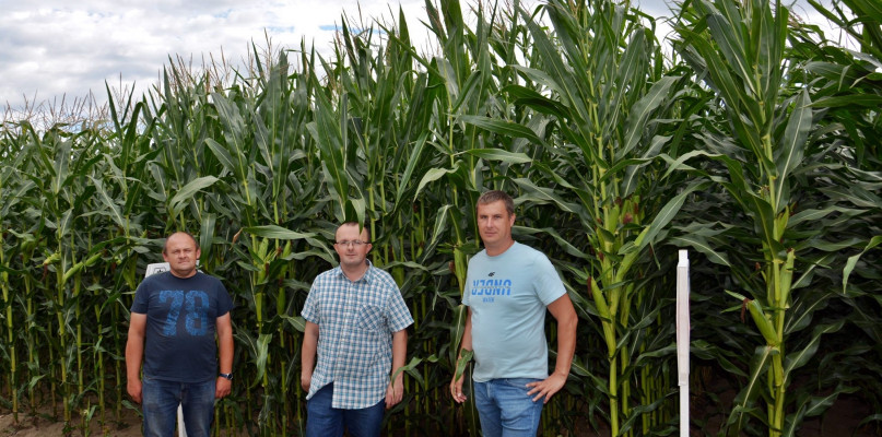 W tym roku kukurydza na poletkach w Bratoszewicach wyrosła wzorowo. Zapowiadają się bardzo wysokie plony przy zbiorze na kiszonkę jak i ziarno. Fot. ŁODR Bratoszewice