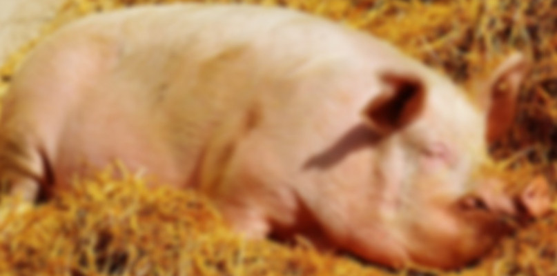 zdjęcie zastępcze 