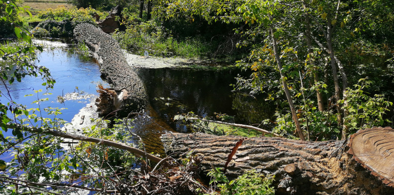 Olbrzymi pień topoli tkwi w rzece Bobrówce od kilku tygodni. To nie jedyne drzewo leżące w jej korycie.