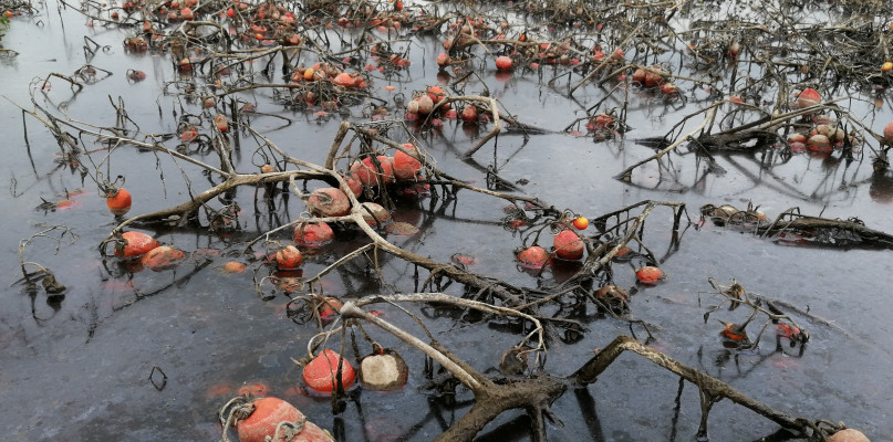 Dojżewające pomidory w zalanym przez wody Bobrówki polu pod Bocheniem.