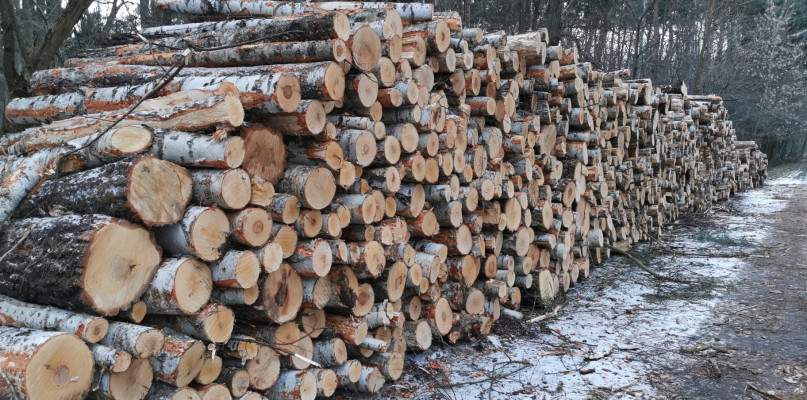 Starczyło kilka dni, a z Lasu Miejskiego w Łowiczu usunięto dziesiątki drzew
