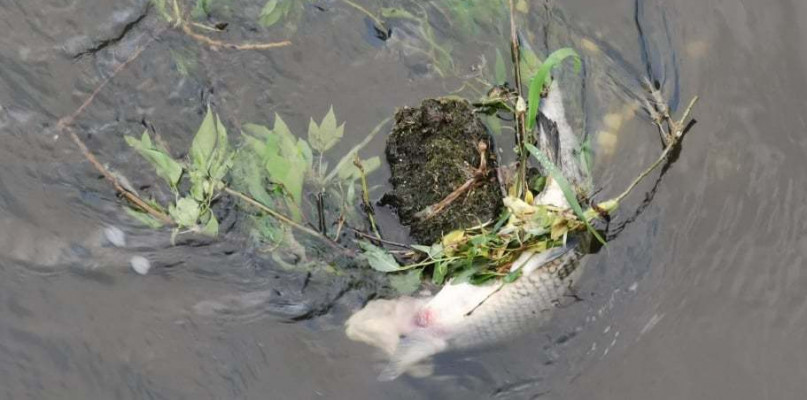 Śnięta ryba w Bzurze w Patokach. 