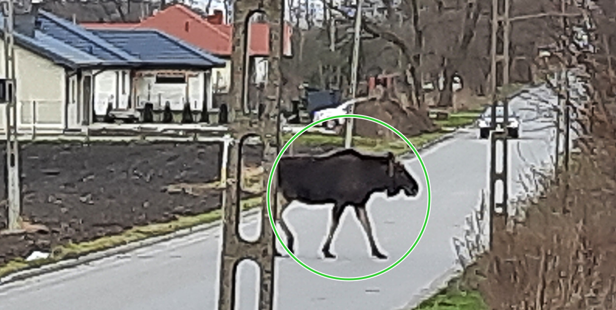 Łoś przechodzi przez drogę Tymianka - Osse. Fot. Czytelnik 