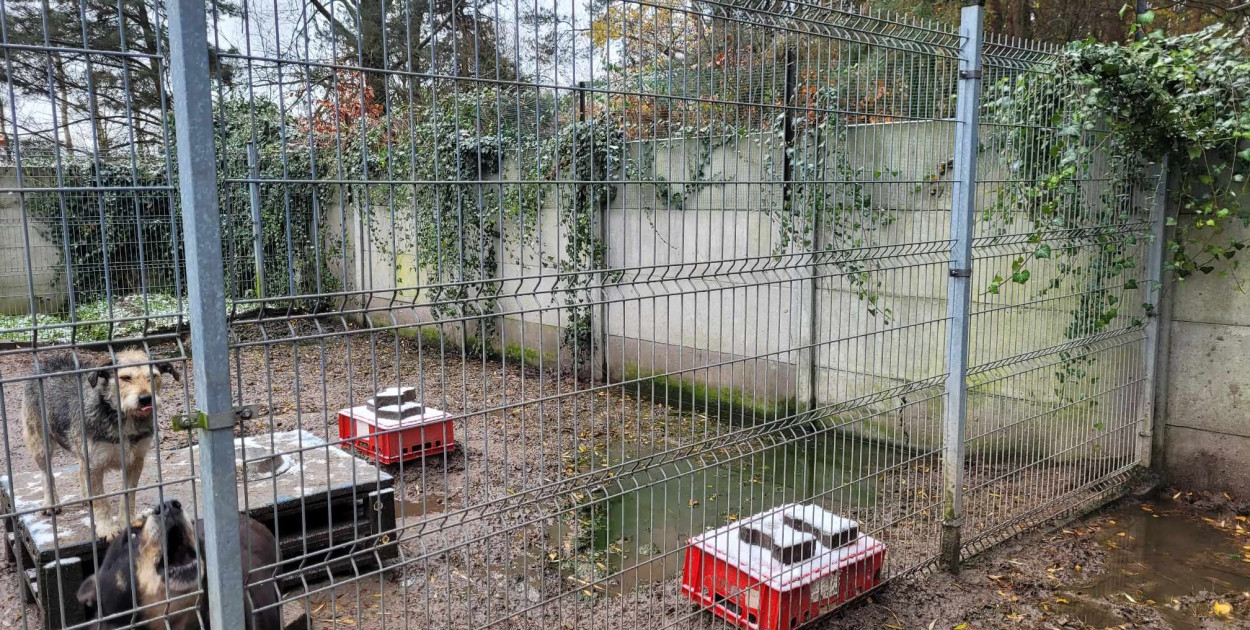 fot.: Schronisko dla zwierząt w Łowiczu