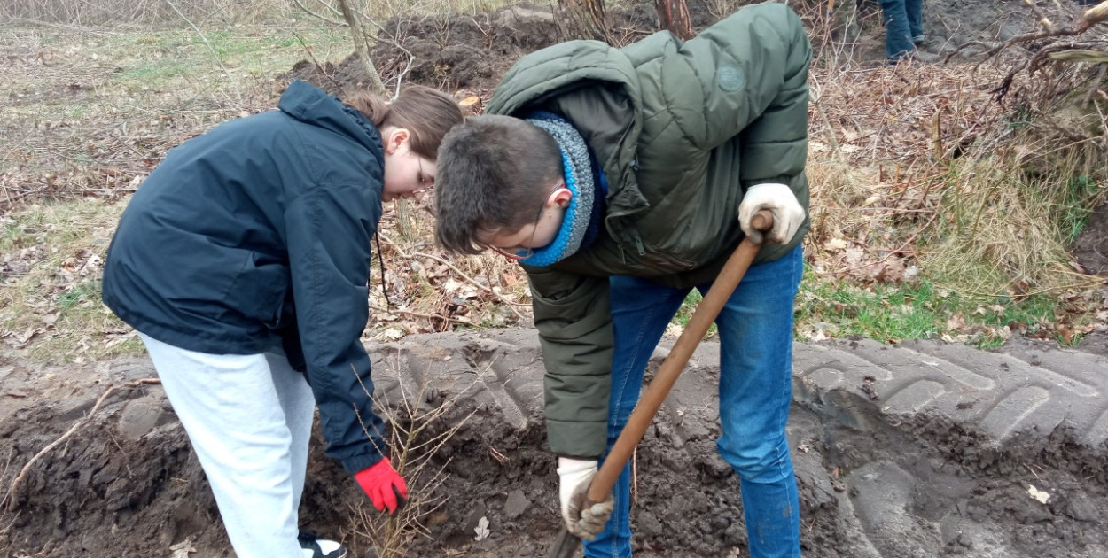 Uczniowie Szkoły Podstawowej nr 2 w Łowiczu sadzili dziś drzewa w Lesie Miejskim  fot: Katarzyna Broda