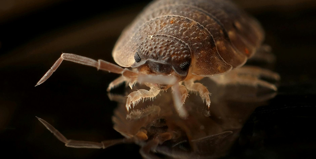 główne_20250718170950_armadillo-worm-bug-insect.jpg.jpg