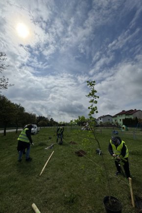 "888 drzew dla Łowicza" na Korabce i przy Arkadyjskiej-9043