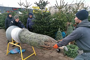 Sprzedaż choinek na targowisku-10728