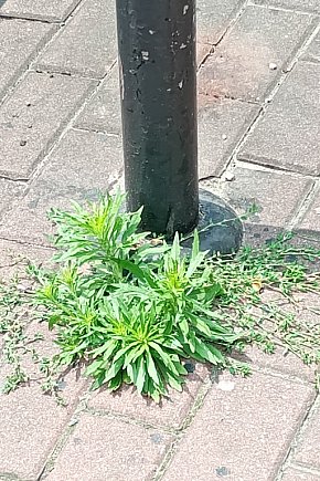 Ulica Zduńska w Łowiczu przed Bożym Ciałem-11900