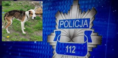 Zagłodzone psy w gminie Zduny. Jakie działania podjęła policja? (AKTUALIZACJA) -311104