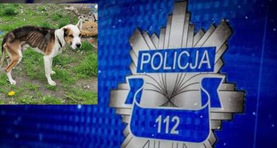 Zagłodzone psy w gminie Zduny. Zwierzęta zostały odebrane właścicielowi -311104
