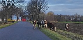 Boczki Chełmońskie: stado bydła na drodze