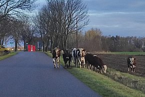 Nietypowe zdarzenie w Boczkach Chełmońskich: stado bydła na drodze-319005