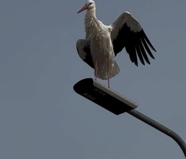 Powiat łowicki. Pierwsze bociany już są! (FOTO)-323536