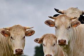 Zaproszenie dla rolników z gminy Bielawy-325488