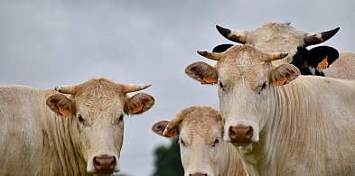 Zaproszenie dla rolników z gminy Bielawy-325488