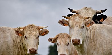 Zaproszenie dla rolników z gminy Bielawy-325488