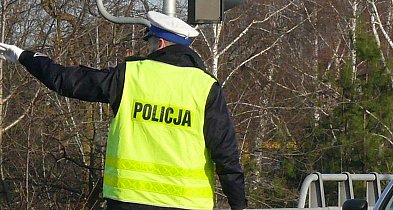 Na DK14. Łoś wybiegł przed skodę - nie przeżył-325560