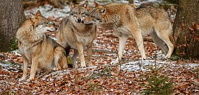 Wilki w Bolimowie? Gmina ostrzega mieszkańców
