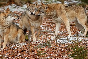 Wilki w Bolimowie? Gmina ostrzega mieszkańców-325757