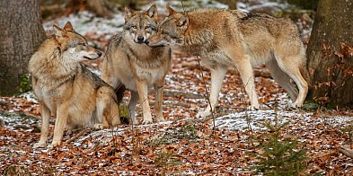 Wilki w Bolimowie? Gmina ostrzega mieszkańców-325757