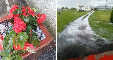 Grad uderzył w rolników z gm. Chąśno. Szparagi popękane, szczypior pocięty (FOTO)-325917