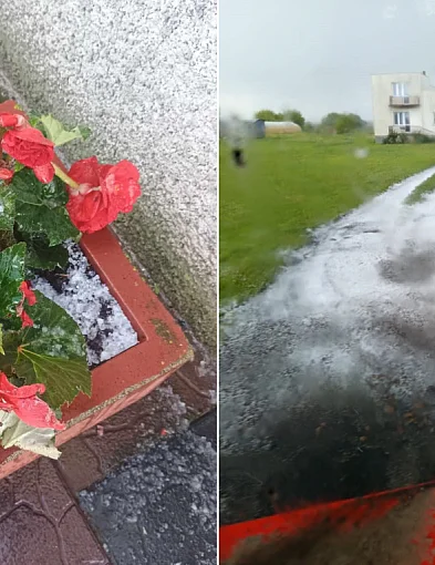 Grad uderzył w rolników z gm. Chąśno. Szparagi popękane, szczypior pocięty (FOTO)-325917